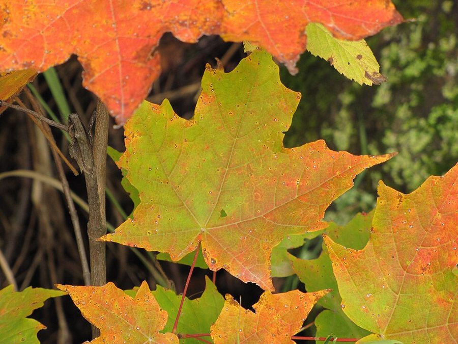 Close view of sugar maple leaves with green patches fading into orange, yellow and red.