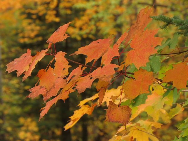 Sugar maple branch with orange and red leaves in autumn.